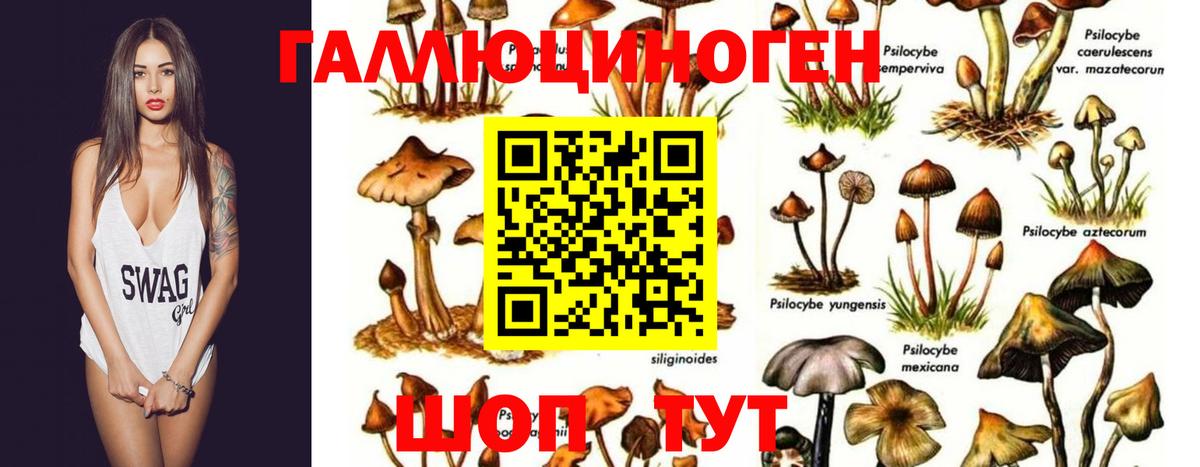 Псилоцибиновые грибы MAGIC MUSHROOMS  Вход с VPN  Екатеринбург  дарнет шоп  Галлюциногенные грибы MAGIC MUSHROOMS 